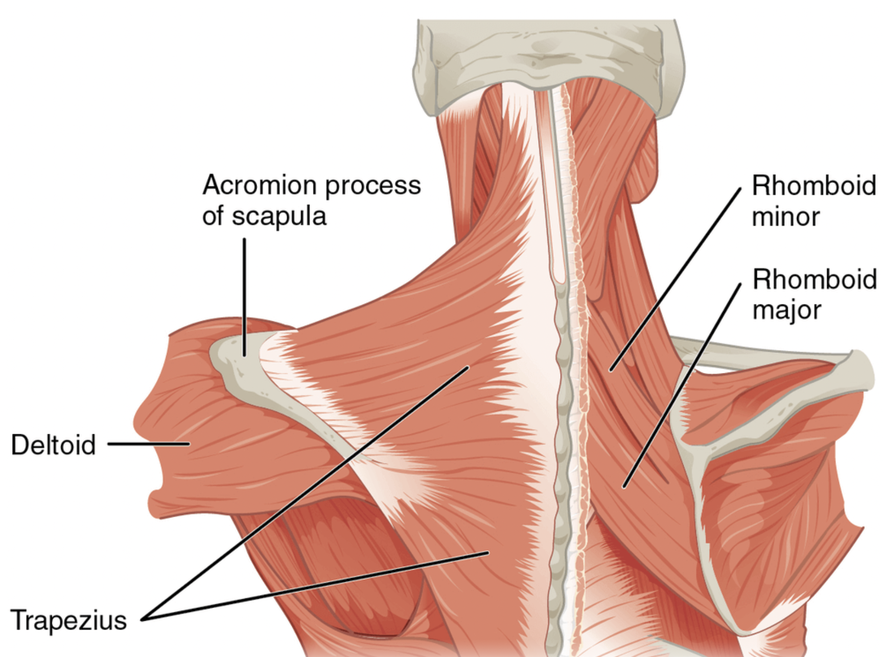 Tennis Ball Self-Mobilization: Upper Back &amp; Shoulders Edition